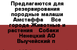 Предлагаются для резервирования породные малаши Амстаффа  - Все города Животные и растения » Собаки   . Ненецкий АО,Выучейский п.